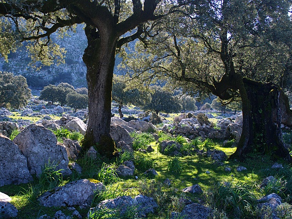 Grazalema to Benaocaz walk picture 1